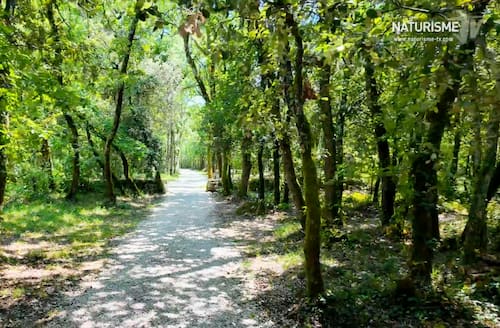 Des chênes centenaires sur le camping des Manoques